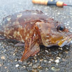 ロックフィッシュ釣行