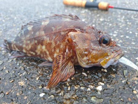 ロックフィッシュ釣行