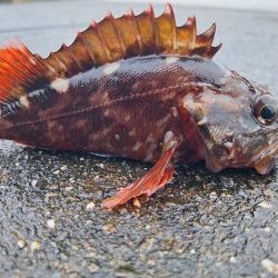 ロックフィッシュ釣行