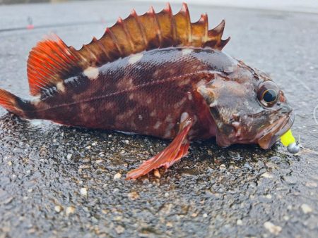 ロックフィッシュ釣行