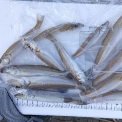 苅屋海岸のキス釣り