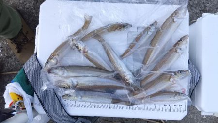 苅屋海岸のキス釣り