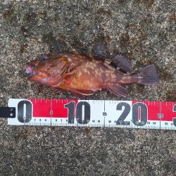 ロックフィッシュ釣行