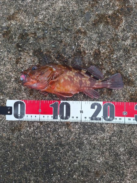 ロックフィッシュ釣行