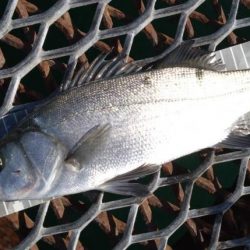 小グレちゃんと良型アイゴ、ヒラスズキ他