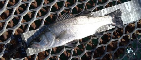 小グレちゃんと良型アイゴ、ヒラスズキ他