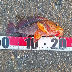 ロックフィッシュ釣行
