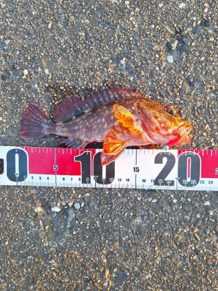 ロックフィッシュ釣行