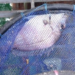 クサフグの猛攻に…大大苦戦