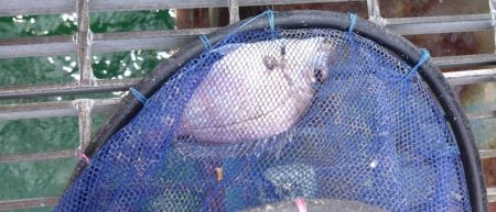 クサフグの猛攻に…大大苦戦