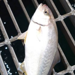 クサフグの猛攻に…どうにかならんの？