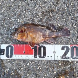 ロックフィッシュ釣行