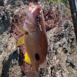 魚種は豊富だー