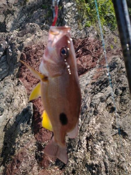 魚種は豊富だー