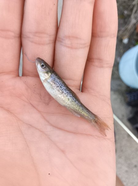 外道とは思えない美しさ