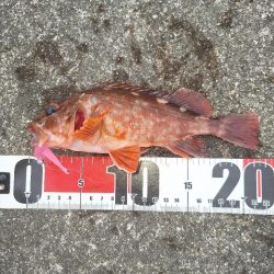 ロックフィッシュ釣行