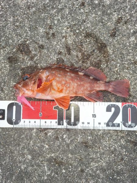 ロックフィッシュ釣行