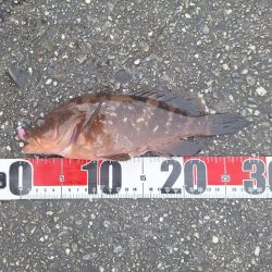 ロックフィッシュ釣行