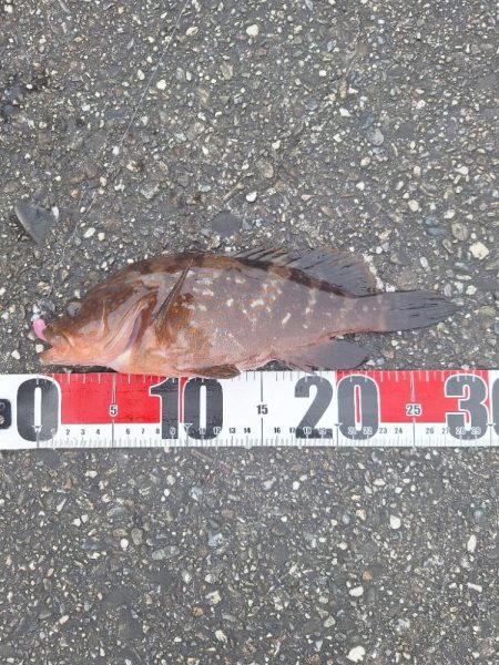 ロックフィッシュ釣行