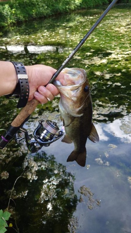 サイトフィッシング