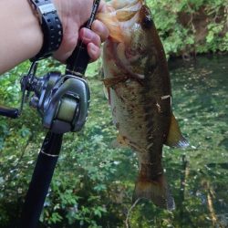 カバースキャット!