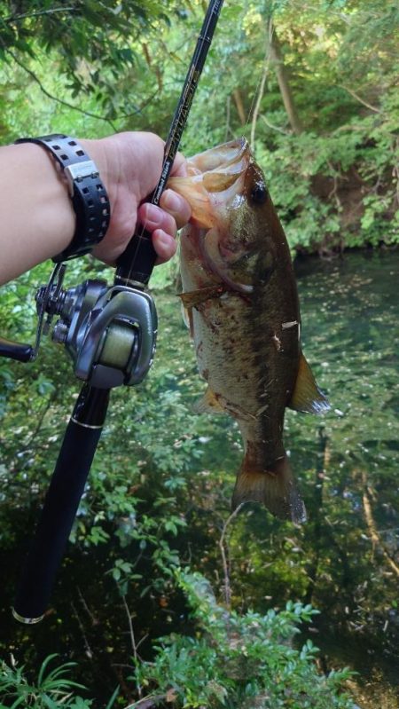 カバースキャット！
