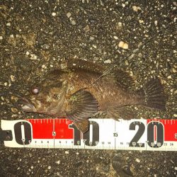 ロックフィッシュ釣行