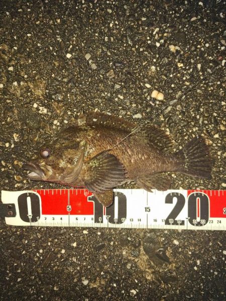 ロックフィッシュ釣行