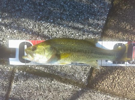 ジェネスターフィッシュ