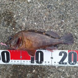 ロックフィッシュ釣行