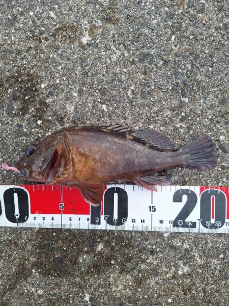 ロックフィッシュ釣行