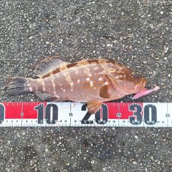 ロックフィッシュ釣行