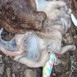 タコ釣り反省会