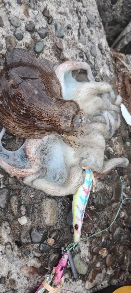 タコ釣り反省会