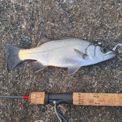 シーバス釣行