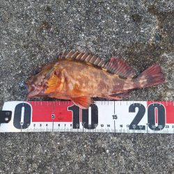 ロックフィッシュ釣行