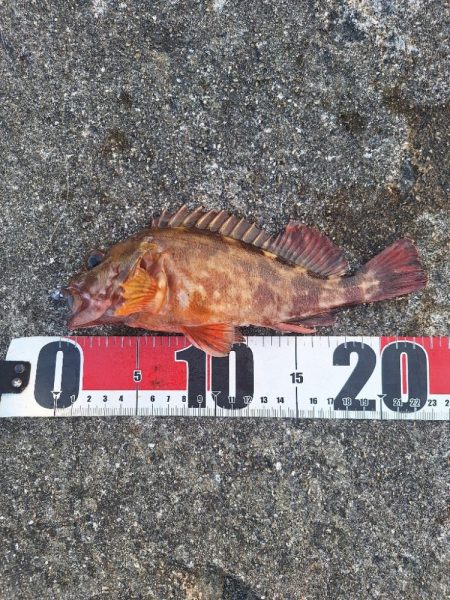 ロックフィッシュ釣行