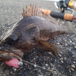ロックフィッシュ釣行