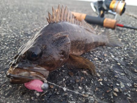 ロックフィッシュ釣行