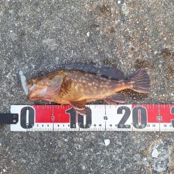 ロックフィッシュ釣行