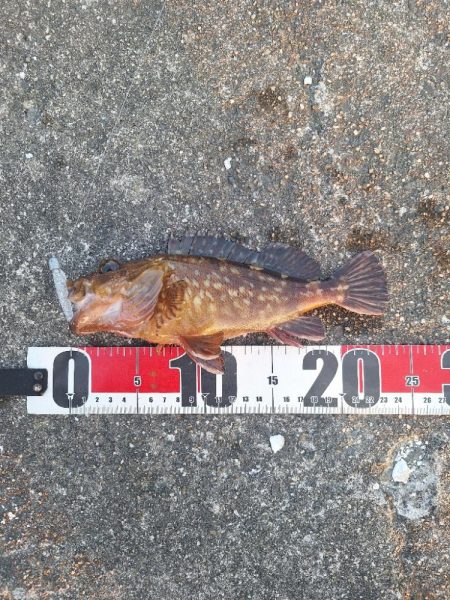 ロックフィッシュ釣行