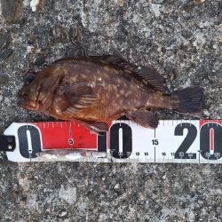 ロックフィッシュとアジ