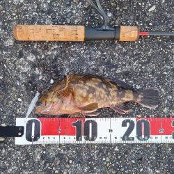 ロックフィッシュ釣行