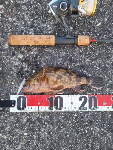 ロックフィッシュ釣行