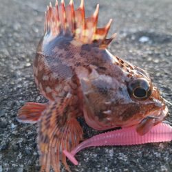 ロックフィッシュ釣行