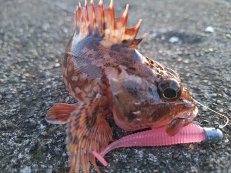 ロックフィッシュ釣行