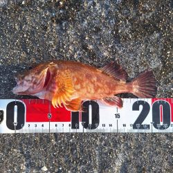 ロックフィッシュ釣行