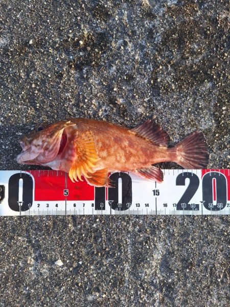 ロックフィッシュ釣行