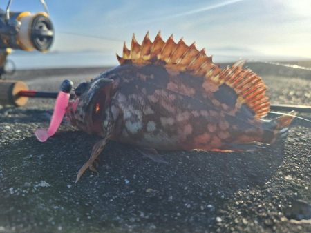 ロックフィッシュ釣行