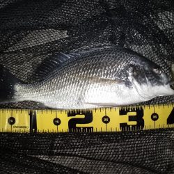 ベイトはイナっ子